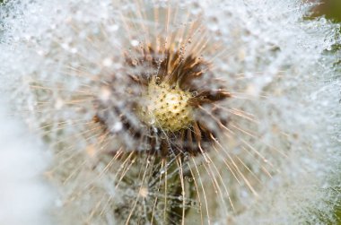 Karahindiba üzerindeki çiy damlaları Leontodon