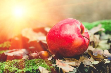 Yosun yapraklı yaşlı bir kütüğe kırmızı elma.