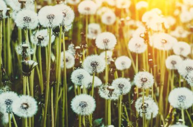 Sıcak yaz mevsiminde çayırda karahindibalar