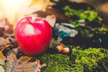 Kırmızı elma yeşil yosunlu eski bir kütüğün üzerinde yatıyor, kuru sonbahar yaprakları ve meşe palamutları, tarım geçmişi