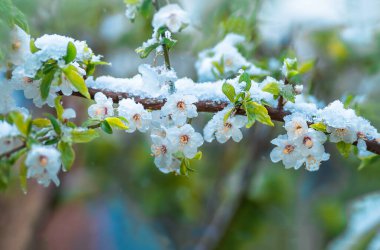 Baharda erik ağacı çiçekleri beklenmedik bir şekilde son kar düştüğü zaman