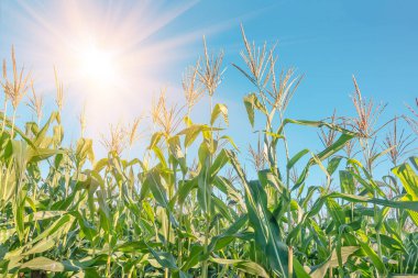Güneşli bir günde mavi gökyüzüne karşı tarlada büyüyen mısır.