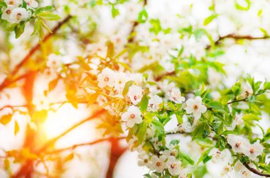 Baharda erik ağacı çiçekleri beklenmedik bir şekilde son kar düştüğü zaman