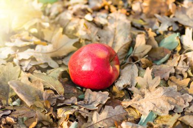 Kuru sonbaharda yerde yatan kırmızı elma tarımın arka planını terk eder.