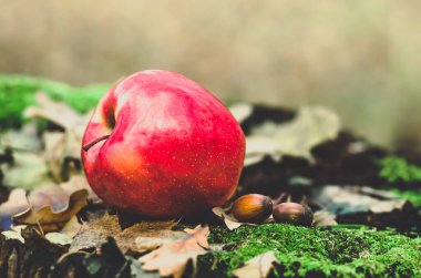 Kırmızı elma yeşil yosunlu eski bir kütüğün üzerinde yatıyor, kuru sonbahar yaprakları ve meşe palamutları, tarım geçmişi