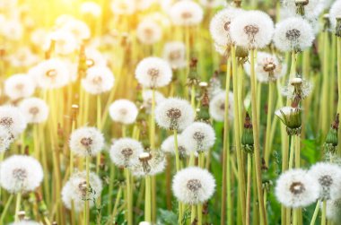 Sıcak yaz günbatımında ya da gün doğumunda çayırlarda karahindiba.