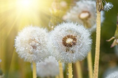 Bir karahindiba çiçeğinin tüylerinin üzerinde yaz sabahı oluşan çiy damlaları.