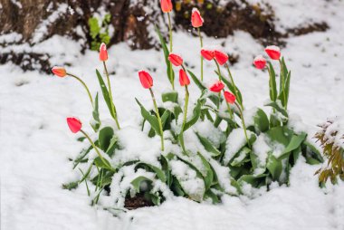 Baharda açan kırmızı lale çiçekleri parktaki son soğuk karla kaplandığında aniden soğudu.