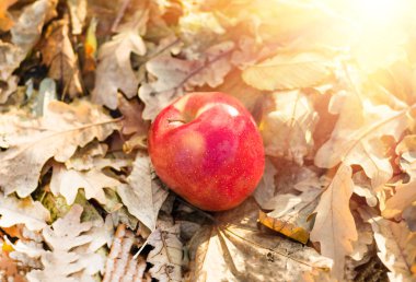 Kuru sonbaharda yerde yatan kırmızı elma tarımın arka planını terk eder.
