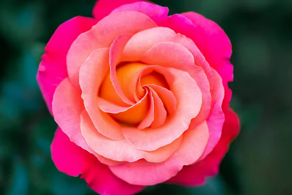 Schöne Rosenblüte aus nächster Nähe. Lebende Blume von rosa Farbe. Floraler natürlicher Hintergrund — Stockfoto