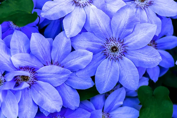 Blue flower background. Beautiful blue flowers closeup with blue and violet petals for background or texture. Soft focus — Stock Photo, Image