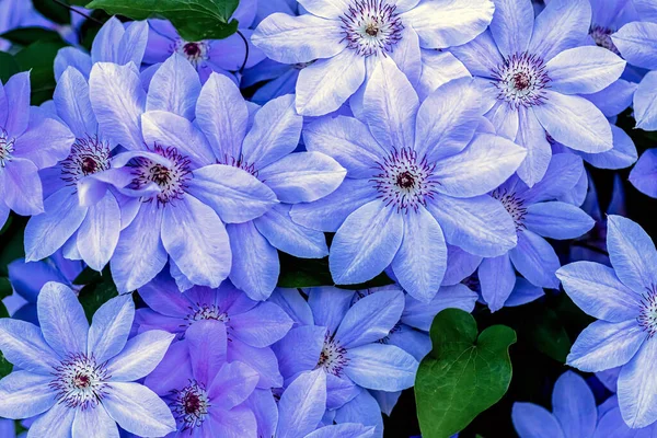 Blauwe bloem achtergrond. Mooie blauwe bloemen close-up met blauwe en violette bloemblaadjes voor achtergrond of textuur. Zachte focus — Stockfoto