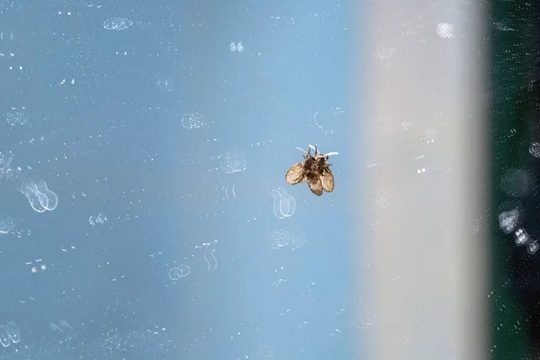 Eine kleine Toilettenfliege hockt auf einem schmutzigen Glasspiegel, der mit abstrakten Flecken aus getrocknetem Wasser bedeckt ist. Abstrakter Hintergrund — Stockfoto