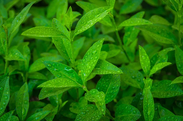 A zöld tea hajtások — Stock Fotó