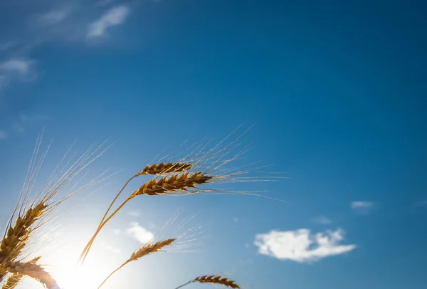 Pšenice špička na pozadí oblohy — Stock fotografie