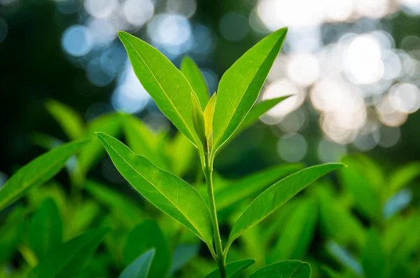 Brotes de té verde — Foto de Stock