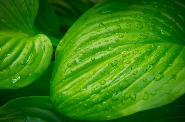 Grüne Blätter einer Blume im Dschungel — Stockfoto