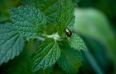 Güzel yeşil böcek 
