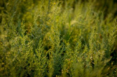 güzel yeşil çimen 