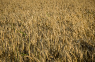 Olgun altın buğday