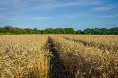 Olgun altın buğday