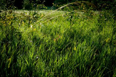 güzel yeşil çimen 