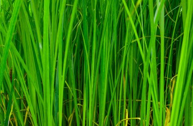 Arka plan iyi orman yeşil saz bataklık üzerinde