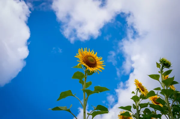 Blooming sunflowers — Stock Photo, Image