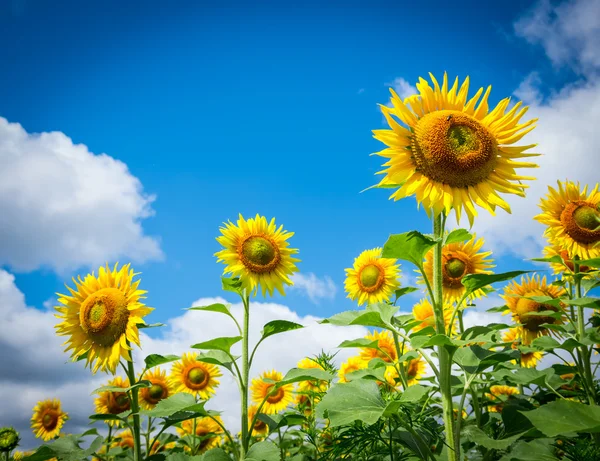 Blooming sunflowers — Stock Photo, Image