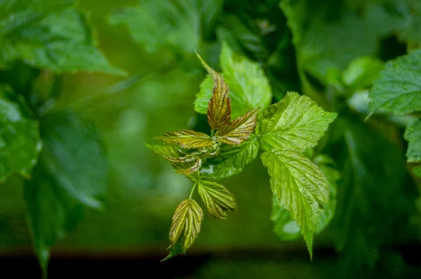 Bladen är våt hallon bush — Stockfoto