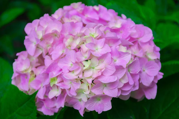 Mycket vacker hortensia — Stockfoto