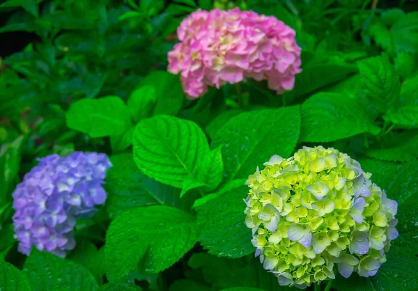 Zeer mooie hortensia — Stockfoto