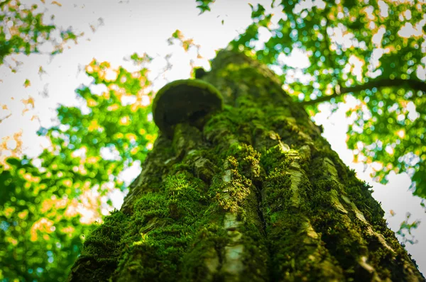Grande albero nel muschio — Foto Stock