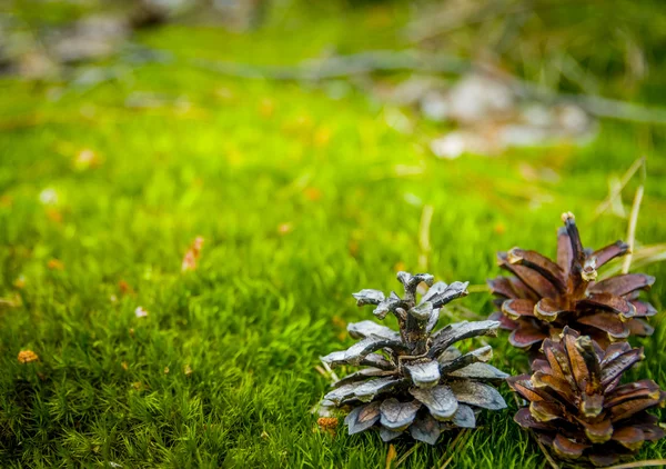 Pine cone — Stock Photo, Image