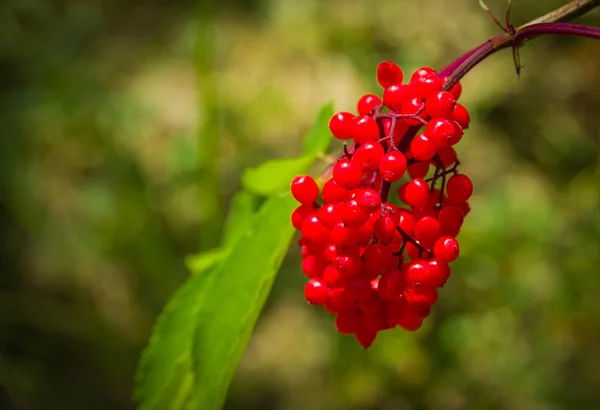 Bacche rosse su un caffè di cespuglio verde — Foto Stock