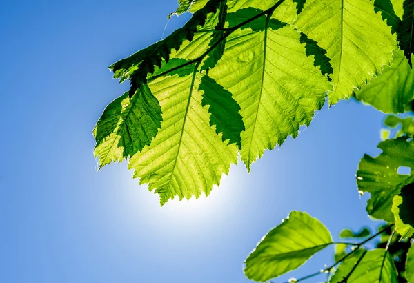 Rama de aliso con hojas — Foto de Stock