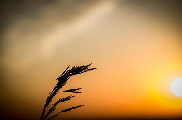 Схід сонця влітку — стокове фото