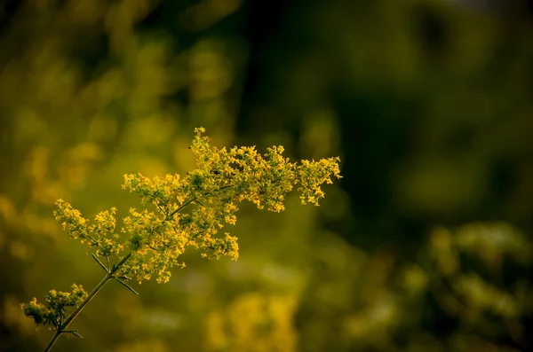 Beautiful yellow wildflowers — Stock Photo, Image