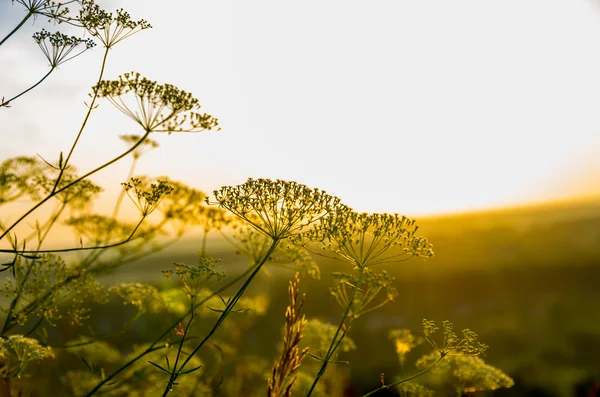 Красива коров'яча паличка Heracleum — стокове фото