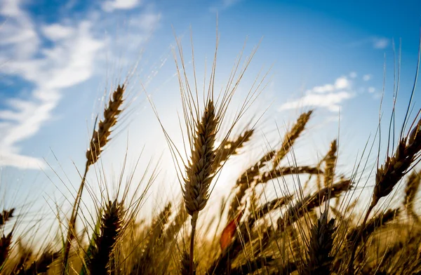 Zralé zlatá pšenice — Stock fotografie
