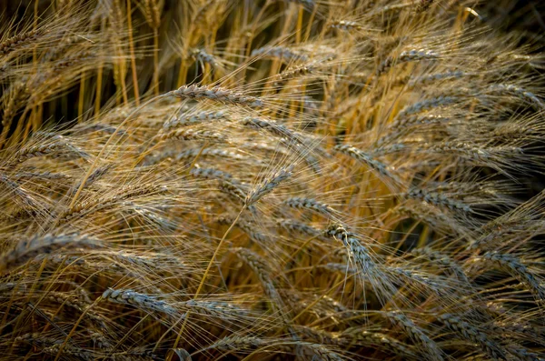 Ripe gold wheat — Stock Photo, Image