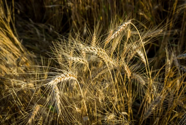 Стиглі золота пшениця — стокове фото