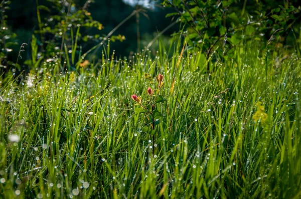 Aprikosensprossen am Morgen im Gras — Stockfoto