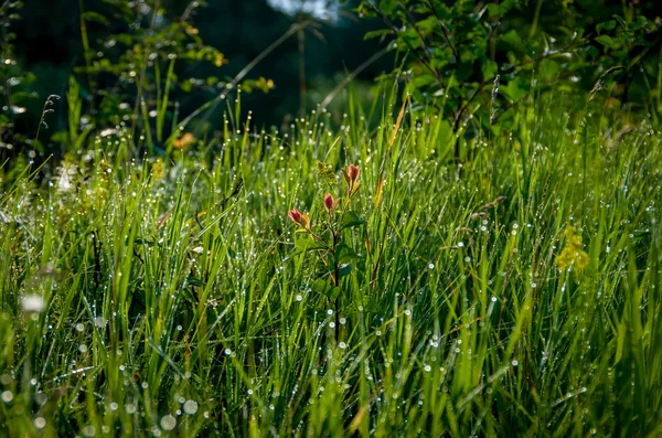 Абрикосовое утро в траве — стоковое фото