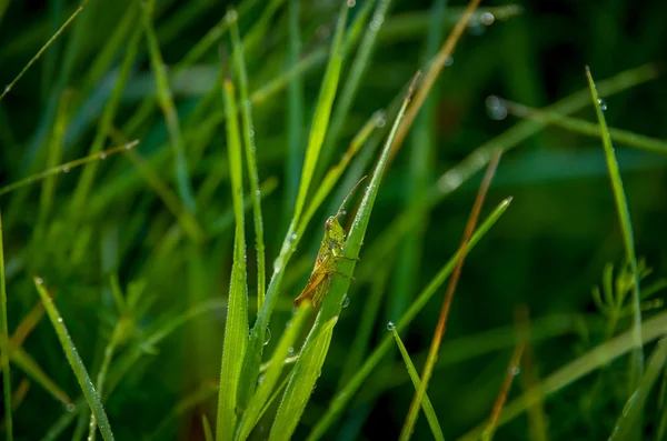Pasikonik zielony na trawie. — Zdjęcie stockowe