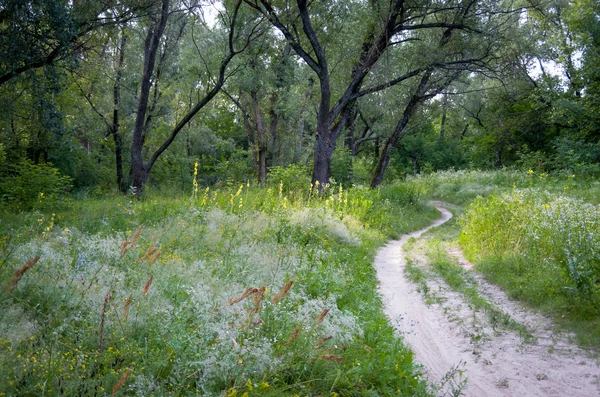 Dirt road in the woods — Stock Photo, Image