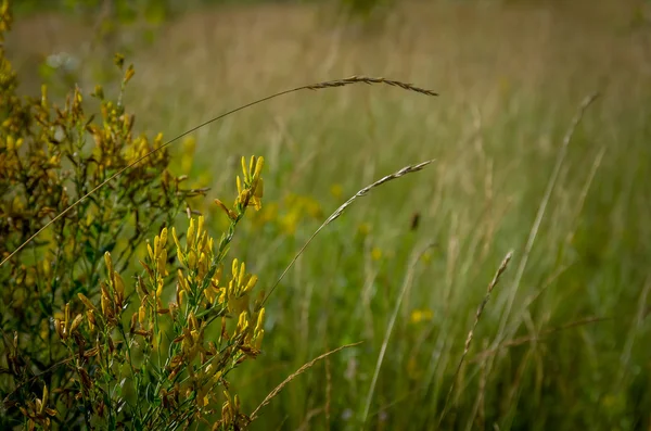Vackra Gröna Gräset Tidigt Morgonen — Stockfoto
