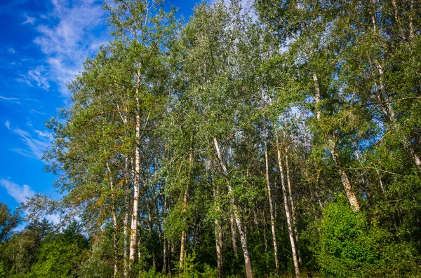 Hermoso Paisaje Árboles Abedul Arboleda Una Mañana Verano — Foto de Stock