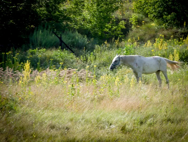 Wypasu Koni Godzinach Porannych Trawniku Koń Jedzący Trawę — Zdjęcie stockowe