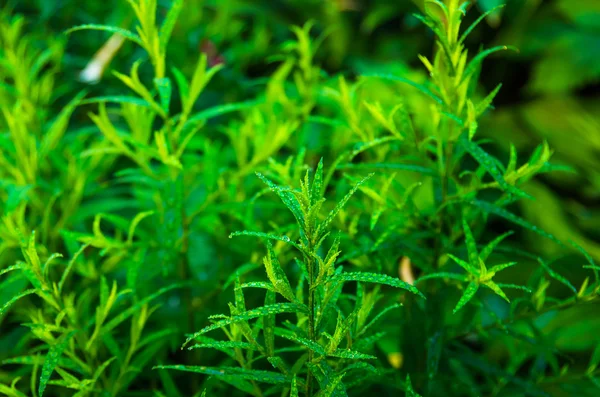 Buen Estragón Verde Rocío Mañana — Foto de Stock